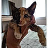 Maya participe au concours pour gagner de l'argent avec cette photo : kitten, cat, calico, pet, animal, hand, indoor, bed, blanket, window, furniture, person, holding, cute, whiskers, ears, face, young, domestic, fur