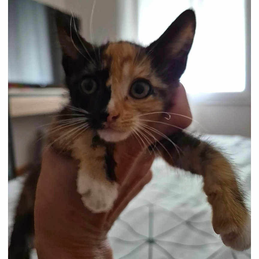 Maya participe au concours pour gagner de l'argent avec cette photo : kitten, cat, calico, pet, animal, hand, indoor, bed, blanket, window, furniture, person, holding, cute, whiskers, ears, face, young, domestic, fur