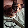 cat, kitten, calico, animal, pet, whiskers, ears, fur, face, bed, fabric, hair_tie, green, indoor, cute, small, lying_down, looking, close_up, domestic_animal