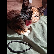 Maya participe au concours pour gagner de l'argent avec cette photo : cat, kitten, calico, pet, indoor, bed, blanket, fur, whiskers, mouth_open, playful, animal, cute, small, resting, feline, domestic, young, hair_tie, cozy