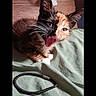 cat, kitten, calico, pet, indoor, bed, blanket, fur, whiskers, mouth_open, playful, animal, cute, small, resting, feline, domestic, young, hair_tie, cozy