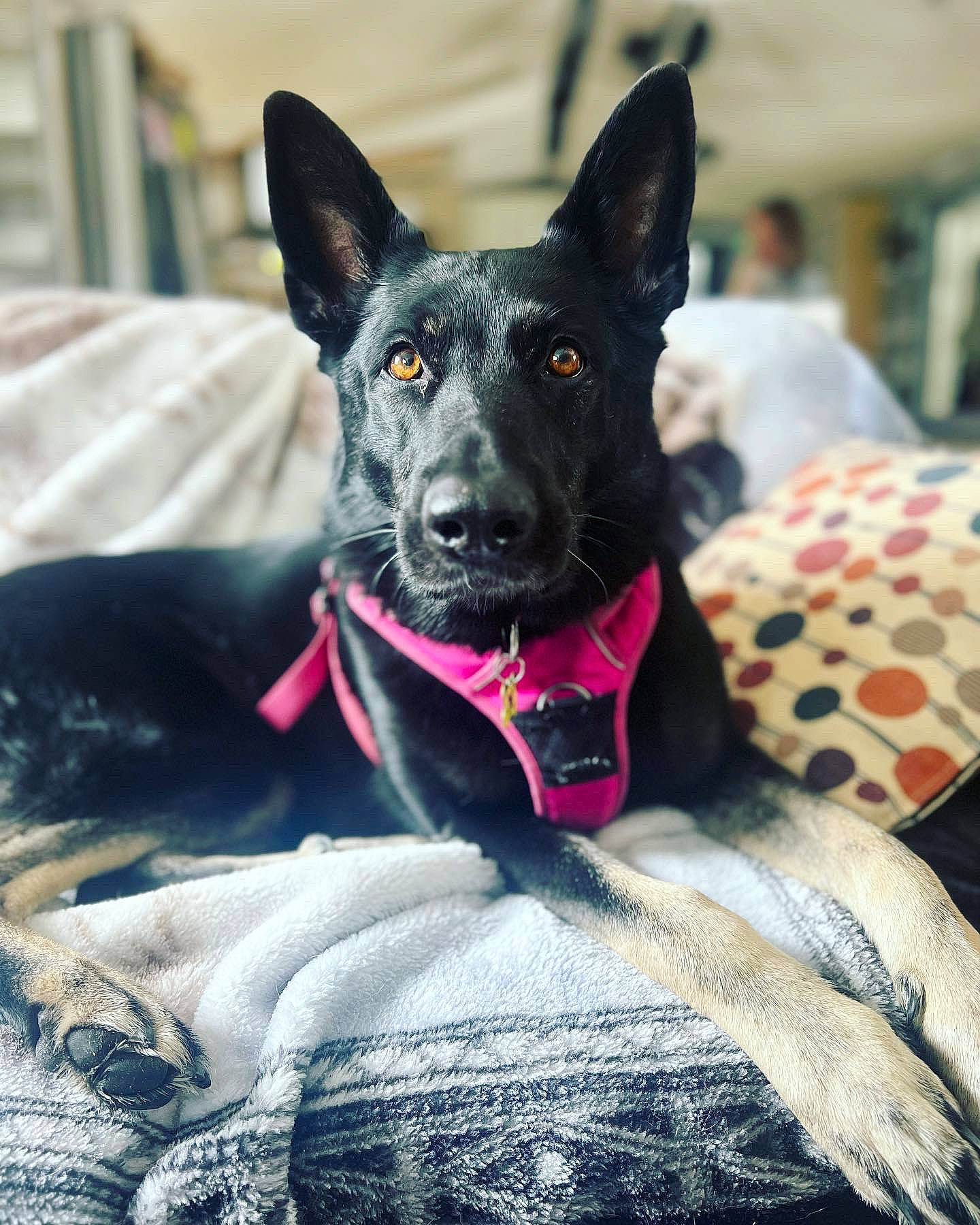 Harlee is registered to the contest to win money with this photo: ancient_dog_breeds, canidae, carnivore, collar, companion_dog, dog, dog_breed, dog_collar, dog_supply, fur, guard_dog, herding_dog, leash, non_sporting_group, pet_supply, snout, sporting_group, whiskers, working_animal, working_dog