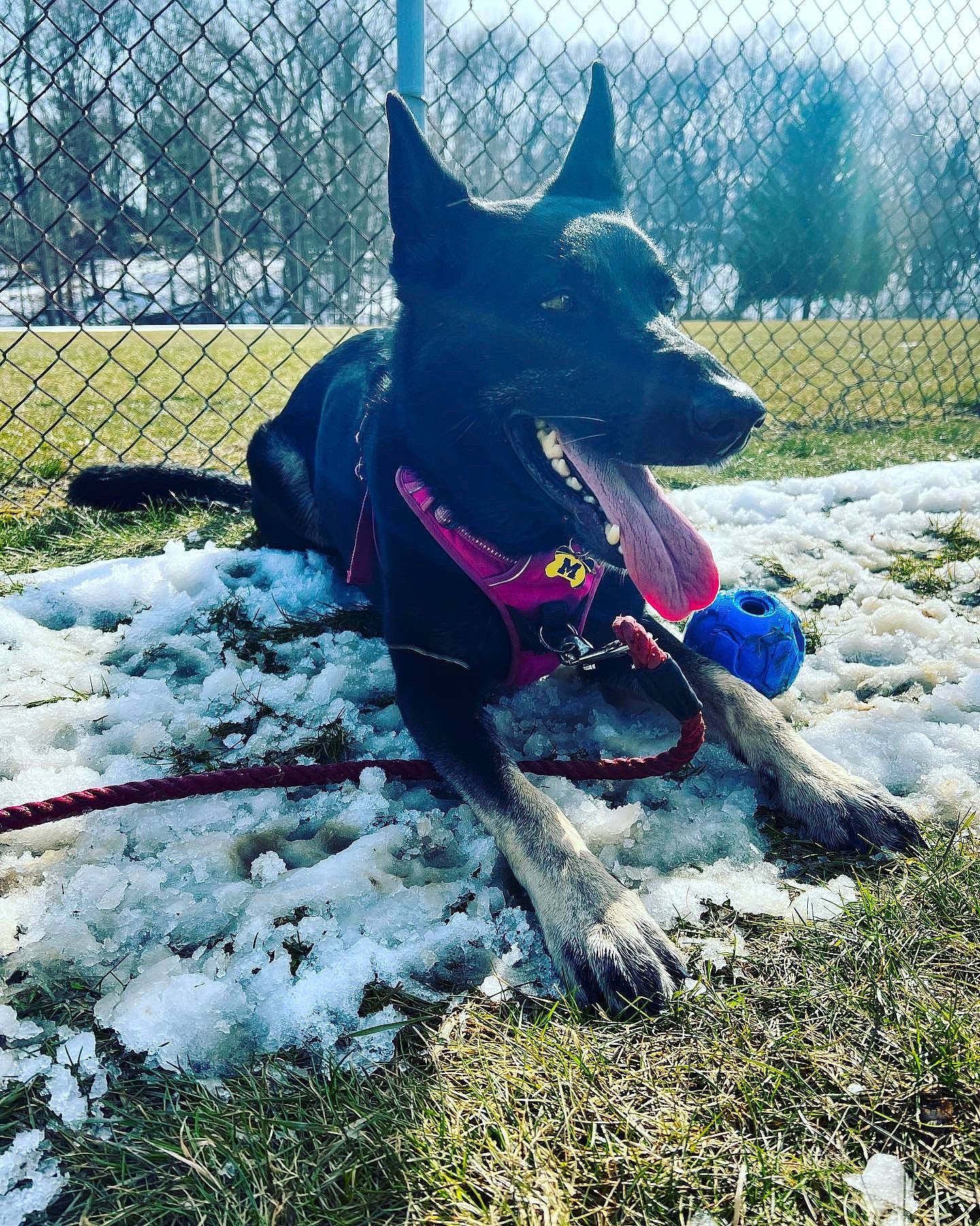 Harlee is registered to the contest to win money with this photo: carmine, carnivore, collar, companion_dog, dog, dog_breed, dog_collar, dog_supply, electric_blue, fence, grass, mesh, pet_supply, plant, snow, sporting_group, tail, tree, winter, working_animal
