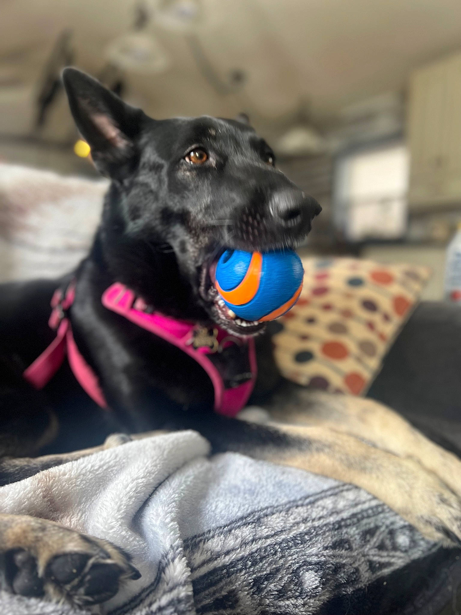 Harlee joined the competition — help win amazing prizes! canidae, carnivore, collar, comfort, companion_dog, dog, dog_breed, dog_collar, dog_supply, electric_blue, fawn, fur, grey, guard_dog, leash, plaid, snout, sporting_group, whiskers, working_animal