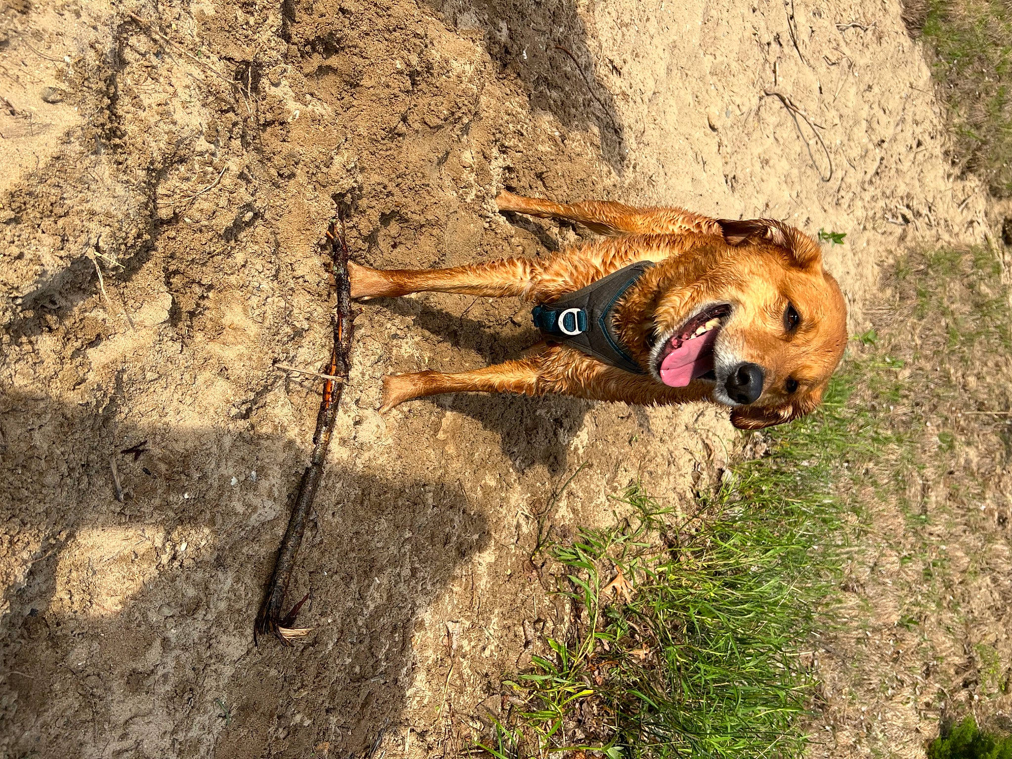 Chief is registered to the contest to win money with this photo: adventure, canidae, carnivore, dog, dog_breed, fawn, grass, landscape, people_in_nature, plant, recreation, rock, shadow, snout, soil, sporting_group, tail, terrestrial_animal, wildlife, wood