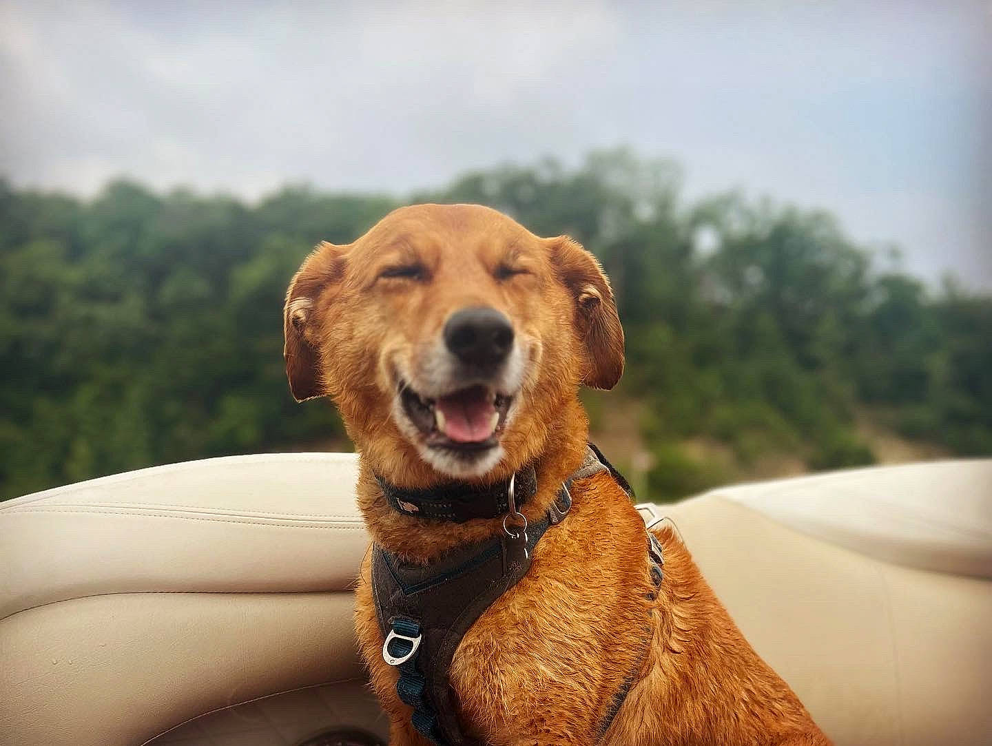 Chief is registered to the contest to win money with this photo: canidae, carnivore, cloud, collar, companion_dog, dog, dog_breed, dog_collar, fawn, grass, gun_dog, landscape, liver, retriever, sky, snout, sporting_group, tree, whiskers, working_animal