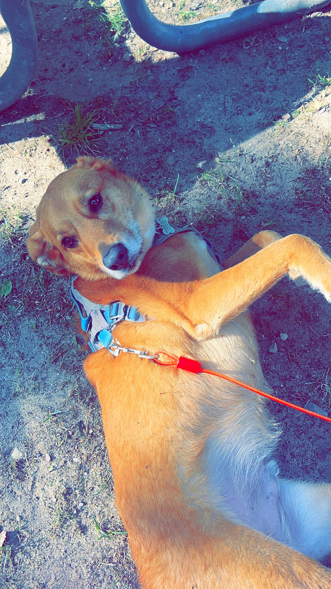 Chief is registered to the contest to win money with this photo: carnivore, chest, collar, companion_dog, dog, dog_breed, dog_collar, dog_supply, electric_blue, fawn, fun, pet_supply, recreation, snout, sporting_group, sunglasses, swimwear, thigh, trunk, working_animal