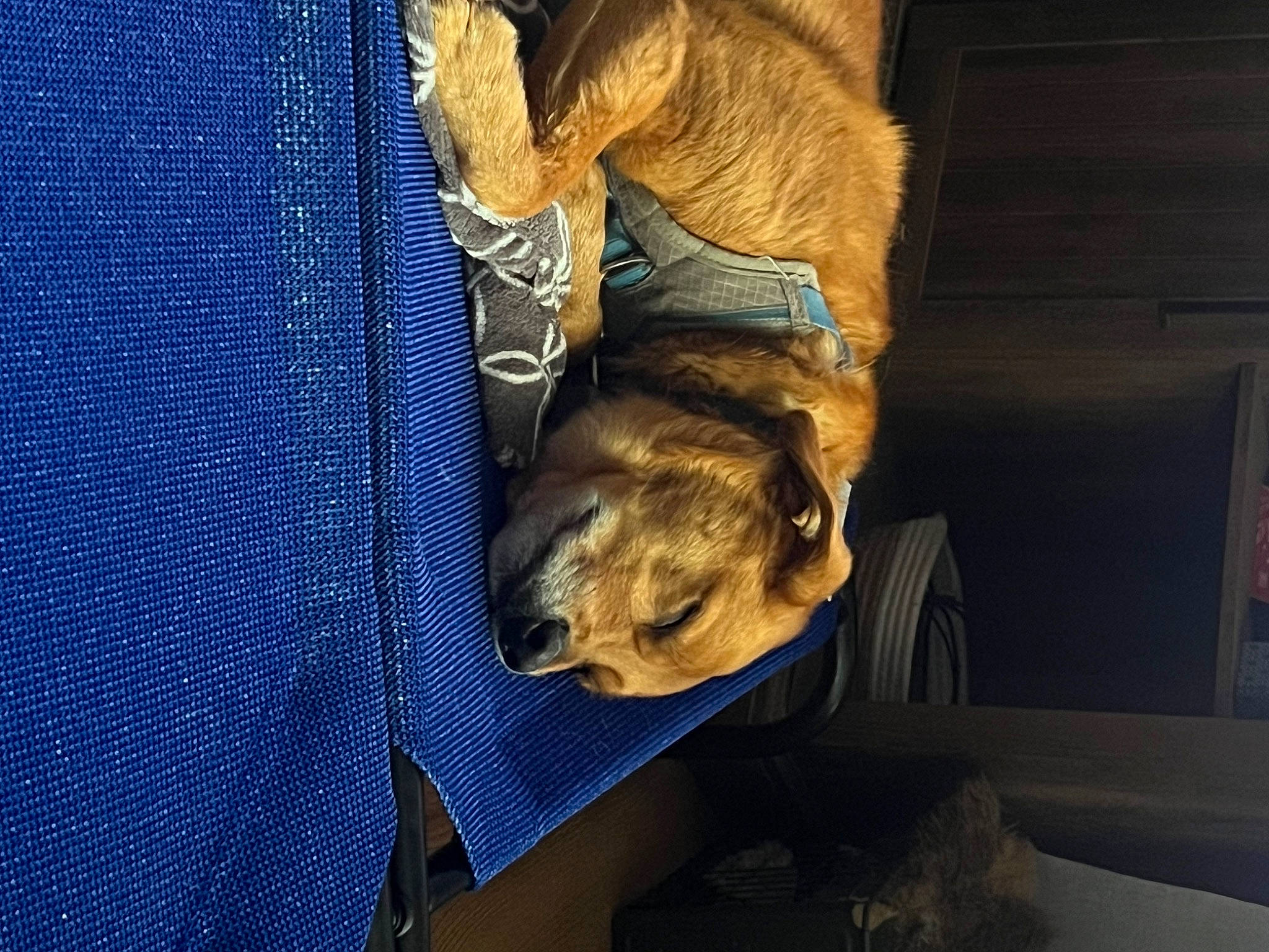 Chief joined the competition — help win amazing prizes! border_terrier, canidae, carnivore, claw, comfort, companion_dog, dog, dog_breed, electric_blue, fawn, felidae, fur, nap, non_sporting_group, puppy, snout, sporting_group, tail, whiskers, working_animal