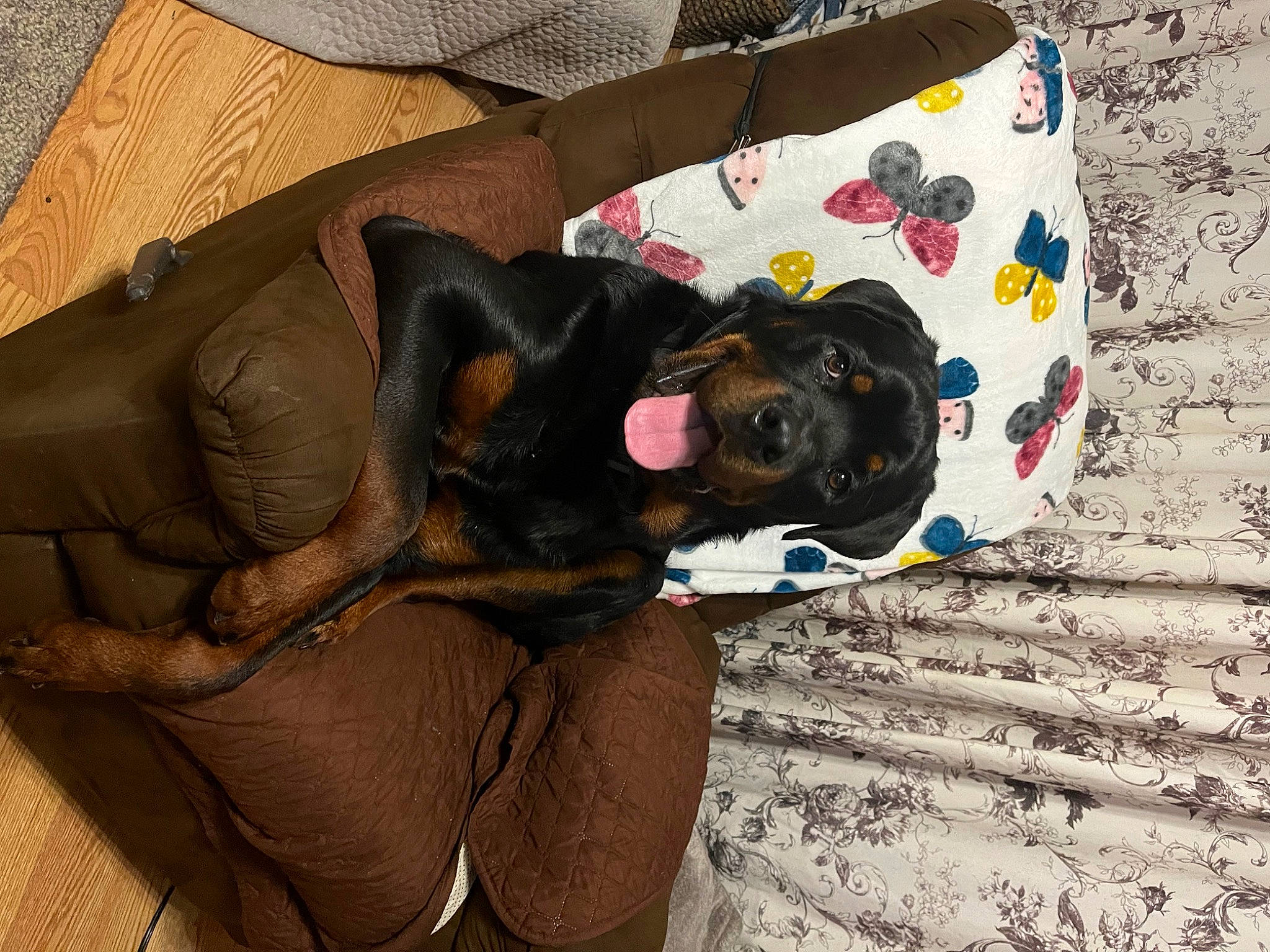 Deebo is registered to the contest to win money with this photo: bag, brown, canidae, carnivore, comfort, companion_dog, couch, dog, dog_breed, dog_supply, fur, guard_dog, linens, non_sporting_group, snout, sporting_group, textile, toy_dog, working_animal, working_dog