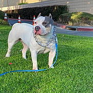 Guera Welsh joined the competition — help win amazing prizes! dog, grass, leash, collar, spiked_collar, outdoor, pet, animal, side_view, traffic_cone, building, shadow, greenery, daylight, park, canine, muzzle, ears, walk, nature