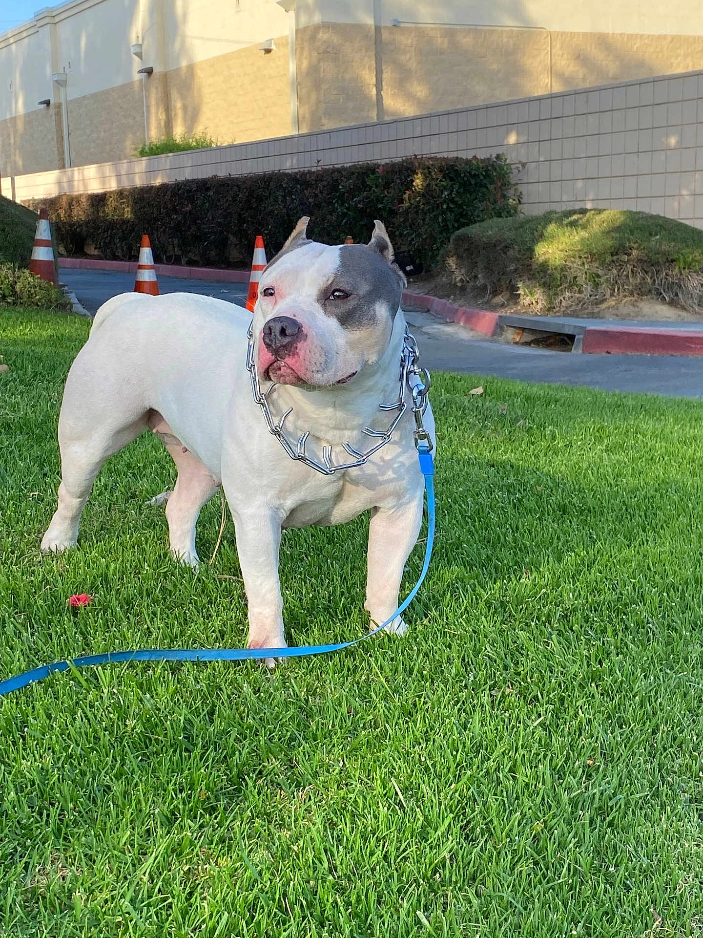 Guera Welsh joined the competition — help win amazing prizes! dog, grass, leash, collar, spiked_collar, outdoor, pet, animal, side_view, traffic_cone, building, shadow, greenery, daylight, park, canine, muzzle, ears, walk, nature