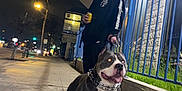 Mula Welsh is registered to the contest to win money with this photo: building, can, casual, dark, dog, drink, fence, grass, hoodie, leash, man, metal_collar, night, outdoor, pavement, person, sidewalk, street, streetlight, urban