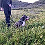 Mula Welsh is registered to the contest to win money with this photo: animal, canine, casual_clothing, chain, collar, daylight, dog, field, grass, greenery, hill, landscape, leash, nature, outdoor, person, pet, standing, summer, walking