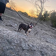 Mula Welsh joined the competition — help win amazing prizes! animal, bare_tree, canine, dog, dry_land, evening, ground, happy, landscape, leash, nature, outdoor, person, pet, portrait, sky, sunset, sunset_sky, tree, walking