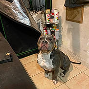 Rock Welsh is registered to the contest to win money with this photo: animal, brown_and_white, container, dog, ears, floor, indoor, looking_up, metal_rack, pet, pitbull, reflective_surface, room, sitting, spray_paint_cans, storage, tail, tile_floor, waiting, workshop