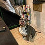 animal, brown_and_white, container, dog, ears, floor, indoor, looking_up, metal_rack, pet, pitbull, reflective_surface, room, sitting, spray_paint_cans, storage, tail, tile_floor, waiting, workshop
