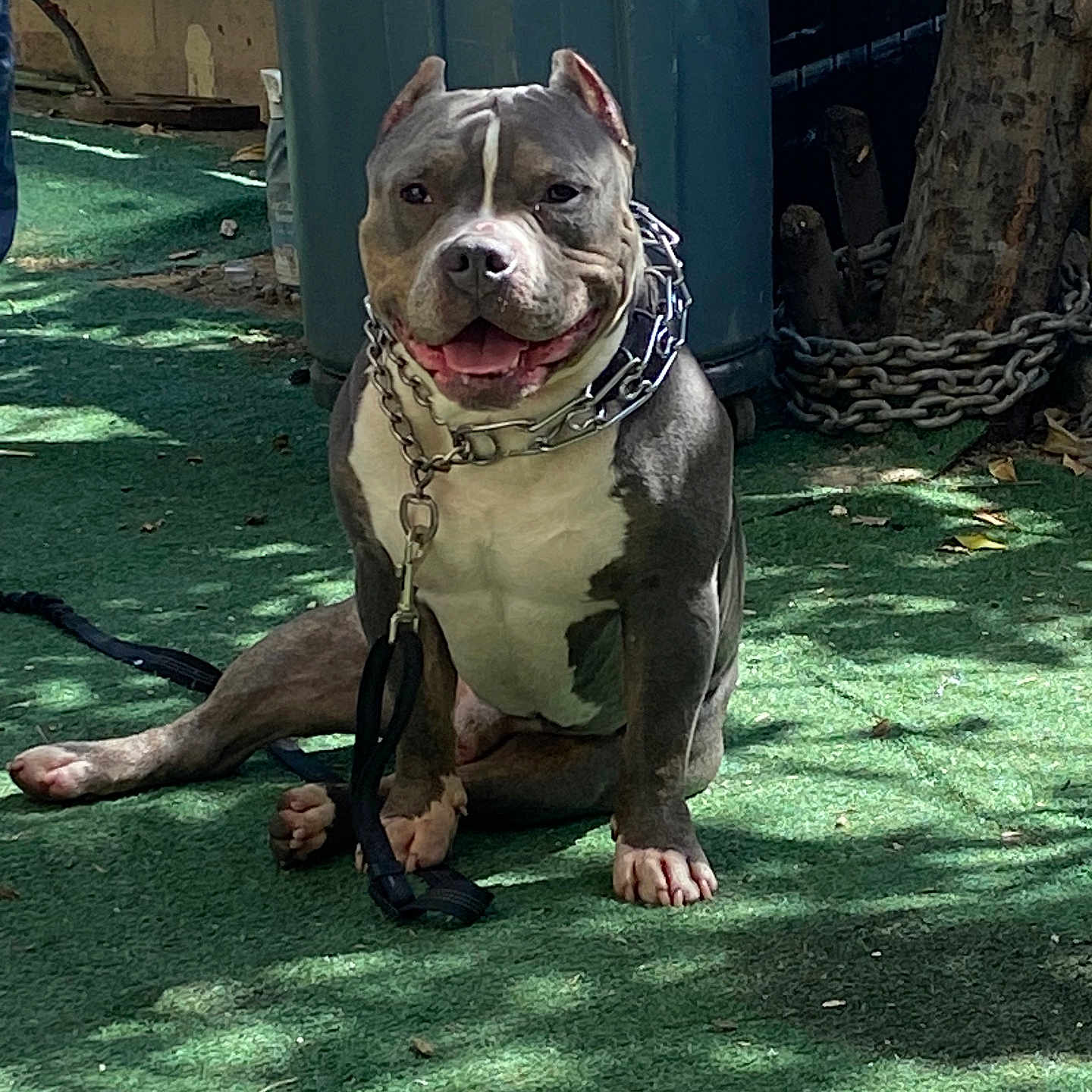 Rock Welsh is registered to the contest to win money with this photo: animal, background, chain_collar, dog, ears_cropped, fence, green_turf, happy, leash, muscular, outdoor, pet, pitbull, shaded, sitting, smiling, sunlight, tongue_out, trash_can, tree