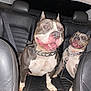 Rock Welsh joined the competition — help win amazing prizes! animal, canine, car_interior, chain_collar, companion, dog, domestic_animal, excited, happy, leash, leather_seat, mammal, night, pet, pitbull, seatbelt, sitting, smiling, two_dogs, vehicle