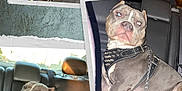 Rock Welsh joined the competition — help win amazing prizes! animal, canine, car_seat, chain_collar, collar, dog, domestic_animal, grey_coat, leash, pet, photo_collage, pitbull, portrait, scrapbook_style, seatbelt, sitting, spiked_harness, three_photos, vehicle_interior, white_markings
