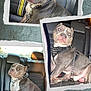 animal, canine, car_seat, chain_collar, collar, dog, domestic_animal, grey_coat, leash, pet, photo_collage, pitbull, portrait, scrapbook_style, seatbelt, sitting, spiked_harness, three_photos, vehicle_interior, white_markings
