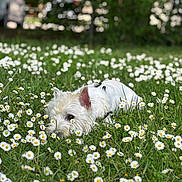 Sharly participe au concours pour gagner de l'argent avec cette photo : animal, background_blur, canine, close_up, cute, daisy, daylight, dog, flower_field, fluffy, grass, greenery, nature, outdoor, park, pet, playful, spring, summer, white_dog