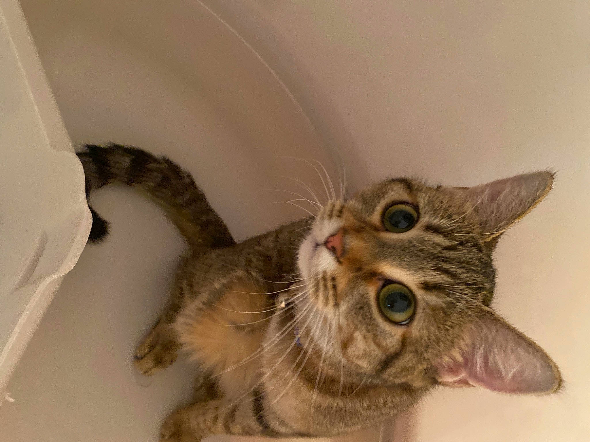 Yumi joined the competition — help win amazing prizes! carnivore, cat, claw, comfort, devon_rex, domestic_short_haired_cat, ear, eyelash, fawn, felidae, fur, paw, small_to_medium_sized_cats, tail, whiskers