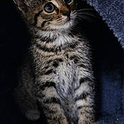 Nala a rejoint le concours — aidez-le/la à gagner de superbes lots ! kitten, cat, tabby, feline, animal, pet, sitting, portrait, close_up, whiskers, eyes, ears, fur, striped_fur, white_chest, indoor, blanket, dark_background, cute, alert