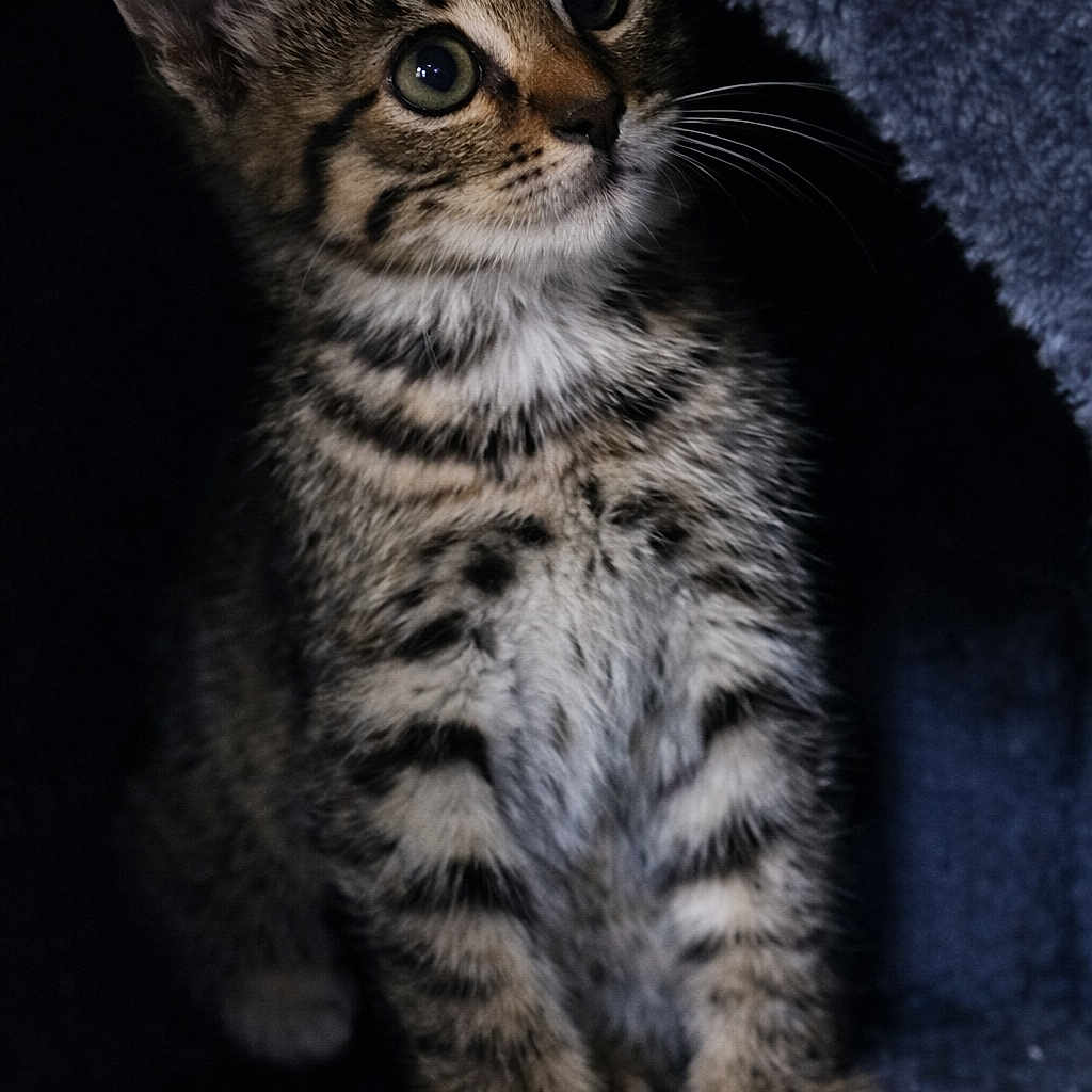 Nala a rejoint le concours — aidez-le/la à gagner de superbes lots ! kitten, cat, tabby, feline, animal, pet, sitting, portrait, close_up, whiskers, eyes, ears, fur, striped_fur, white_chest, indoor, blanket, dark_background, cute, alert