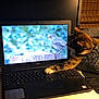 cat, laptop, bird, screen, paw, curious, indoor, technology, animal, pet, keyboard, monitor, tortoiseshell, feline, wooden_stump, nature_image, indoor_lighting, electronic_device, close_up, home