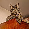 animal, cat, close_up, collar, domestic_cat, ears, feline, furniture, home_interior, indoor, looking_down, mammal, paws, pet_tag, portrait, relaxed, striped_fur, tabby_cat, whiskers, wooden_cabinet