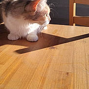 Beauty a rejoint le concours — aidez-le/la à gagner de superbes lots ! animal, calm, cat, chair, daylight, domestic, ears, feline, fur, indoor, looking, pet, portrait, relaxed, shadow, side_view, sunlight, table, whiskers, wood