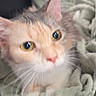Beauty participe au concours pour gagner de l'argent avec cette photo : animal, blanket, blurred, cat, closeup, comfort, cozy, cute, domestic_cat, ears, face, feline, fur, indoor, looking, pet_carrier, resting, soft_texture, whiskers, yellow_eyes