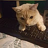 animal, blanket, cat, closeup, computer, cozy, curious, cute, desk, electronics, feline, home, indoor, keyboard, monitor, pet, resting, table, technology, white_cat