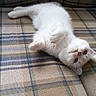 animal, cat, couch, cozy, curious, cute, domestic, fabric, fur, indoor, kitten, lying_down, paws, pet, plaid, playful, relaxed, small, upside_down, white_fur