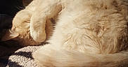 Marvel a rejoint le concours — aidez-le/la à gagner de superbes lots ! animal, blanket, cat, chair, cozy, cream_color, curled_up, cute, dim_light, fluffy, furniture, indoor, patterned, paw, pet, relaxed, resting, sleeping, soft, tail