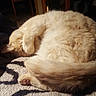 animal, blanket, cat, chair, cozy, cream_color, curled_up, cute, dim_light, fluffy, furniture, indoor, patterned, paw, pet, relaxed, resting, sleeping, soft, tail
