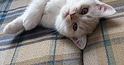 Marvel a rejoint le concours — aidez-le/la à gagner de superbes lots ! kitten, cat, white_cat, pet, animal, feline, couch, plaid, fabric, indoor, cute, small_animal, resting, fur, whiskers, ears, paw, lying_down, domestic_animal, cozy