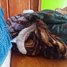 animal, blanket, cat, comfort, cozy, door, eye, fabric, feline, furniture, green_wall, hiding, home, indoor, patterned_blanket, pet, resting, soft_texture, tail, wooden_table