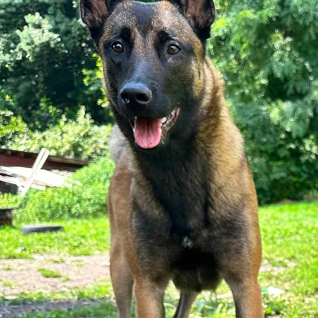 Karma joined the competition — help win amazing prizes! dog, belgian_malinois, animal, pet, outdoor, greenery, grass, tree, nature, canine, portrait, alert, standing, tongue_out, ears_up, sunlight, summer, happy, domestic_animal, mammal