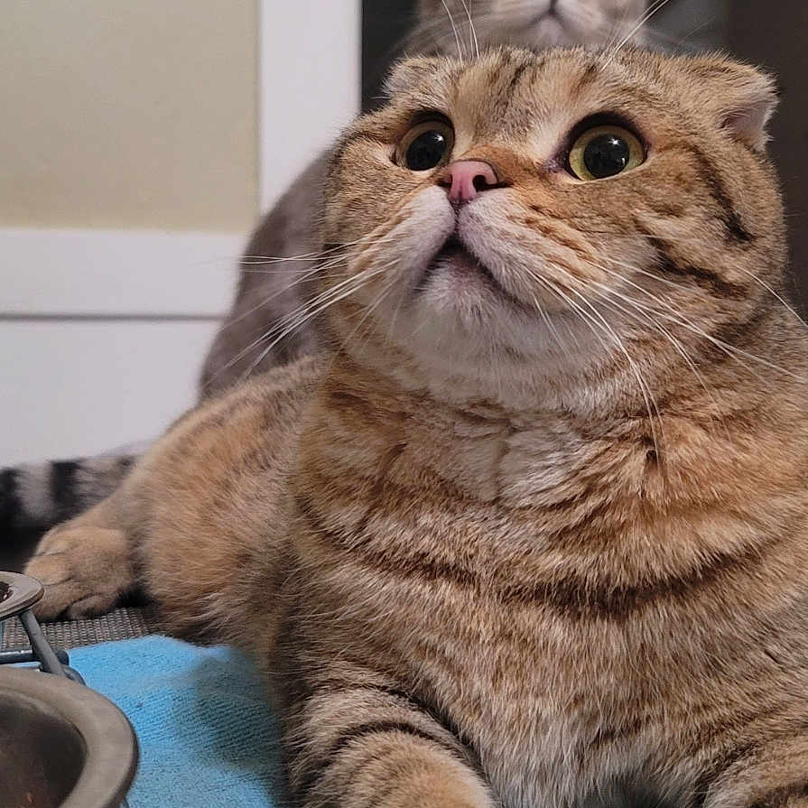 Cash is registered to the contest to win money with this photo: abyssinian, animal, bodypart, brush, cat, couch, food, fruit, furniture, hardwood, indoors, kitten, manx, mouth, person, pet, plant, plywood, produce, wood