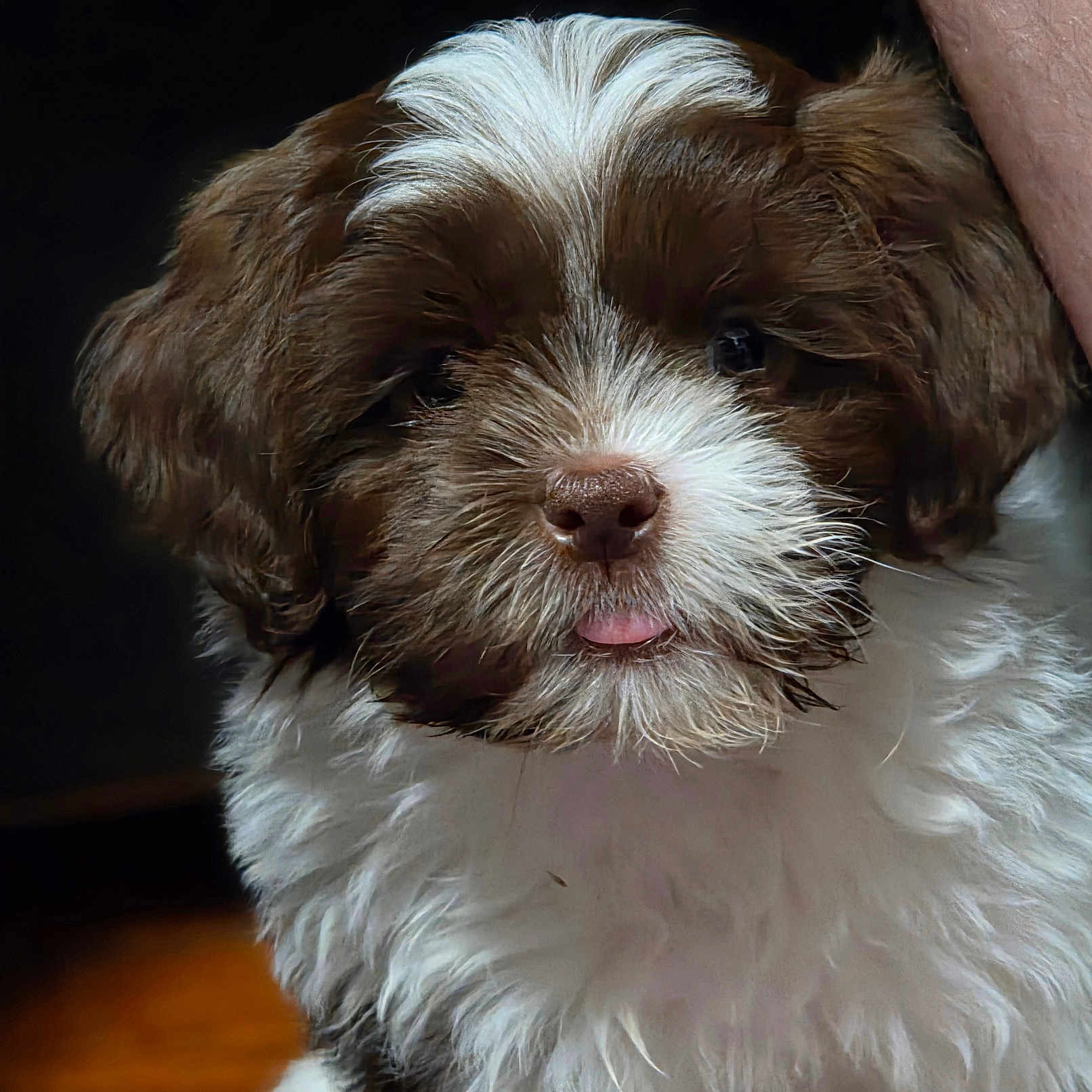 Milo
