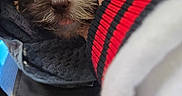 Milo joined the competition — help win amazing prizes! puppy, dog, brown, white, fur, pet, cute, tongue, hand, sleeve, red, black, striped, fabric, cozy, nest, closeup, adorable, animal, companion