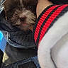 puppy, dog, brown, white, fur, pet, cute, tongue, hand, sleeve, red, black, striped, fabric, cozy, nest, closeup, adorable, animal, companion