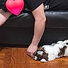 Milo is registered to the contest to win money with this photo: person, puppy, dog, couch, black_couch, wooden_floor, petting, lying_down, white_dog, brown_dog, fluffy_dog, indoor, casual_clothing, hand, floor, resting, relaxation, home, cute, heart_emoji