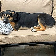Rumchata is registered to the contest to win money with this photo: dog, black_and_tan_dog, sofa, outdoor_furniture, pillow, relaxed, pet, animal, canine, resting, fur, greenery, trees, patio, stone_floor, companion, comfort, casual, sunlight, nature
