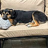 dog, black_and_tan_dog, sofa, outdoor_furniture, pillow, relaxed, pet, animal, canine, resting, fur, greenery, trees, patio, stone_floor, companion, comfort, casual, sunlight, nature