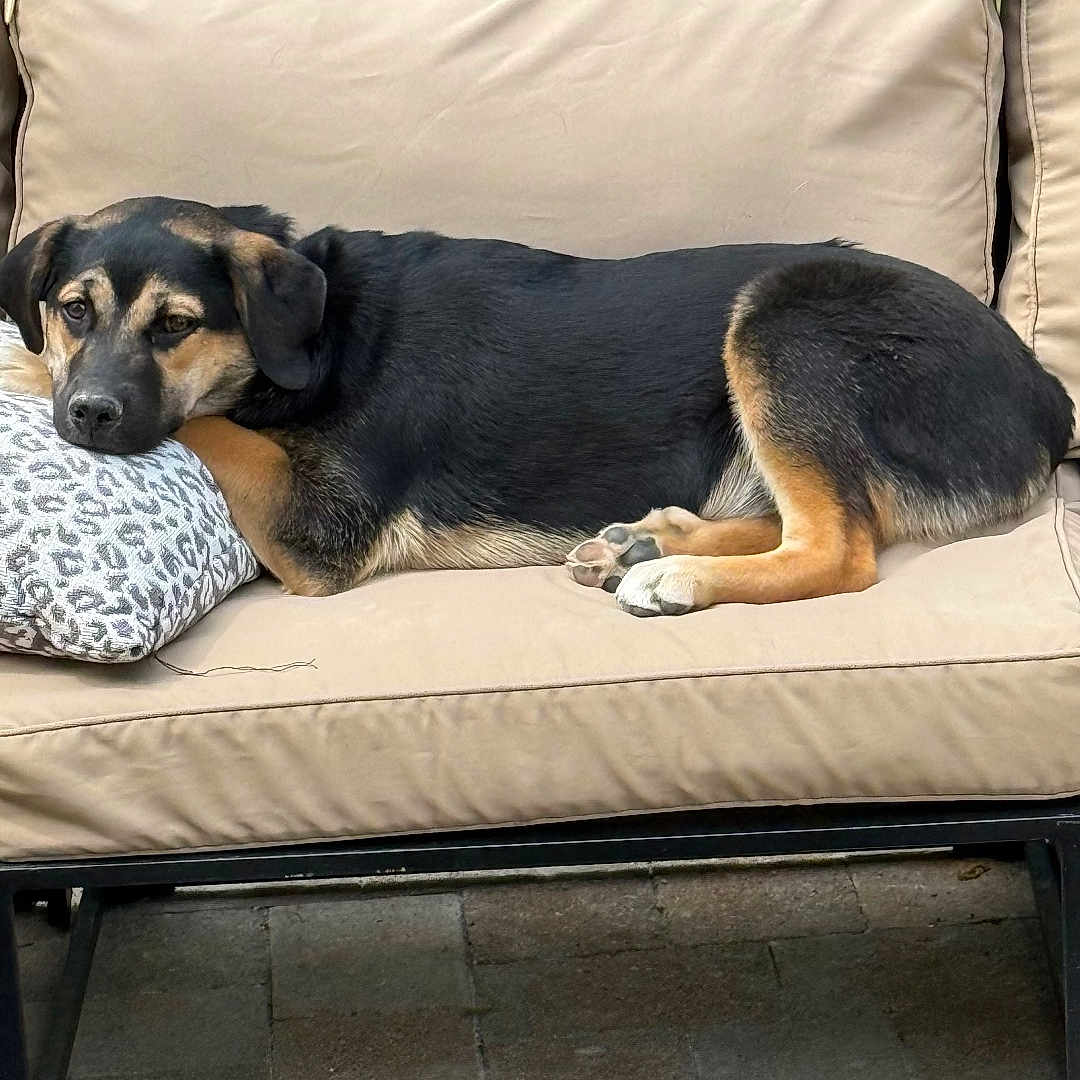 Rumchata is registered to the contest to win money with this photo: dog, black_and_tan_dog, sofa, outdoor_furniture, pillow, relaxed, pet, animal, canine, resting, fur, greenery, trees, patio, stone_floor, companion, comfort, casual, sunlight, nature