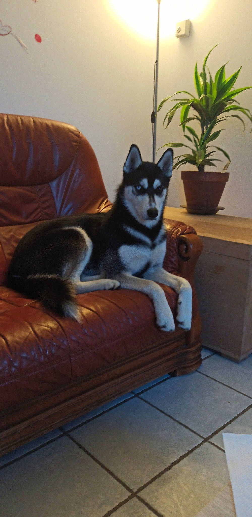 Lasco participe au concours pour gagner de l'argent avec cette photo : alaskan_klee_kai, alaskan_malamute, canidae, carnivore, companion_dog, couch, dog, dog_breed, furniture, mammal, native_american_indian_dog, northern_inuit_dog, room, sakhalin_husky, siberian_husky, sled_dog, table, tamaskan_dog, vertebrate, wolfdog