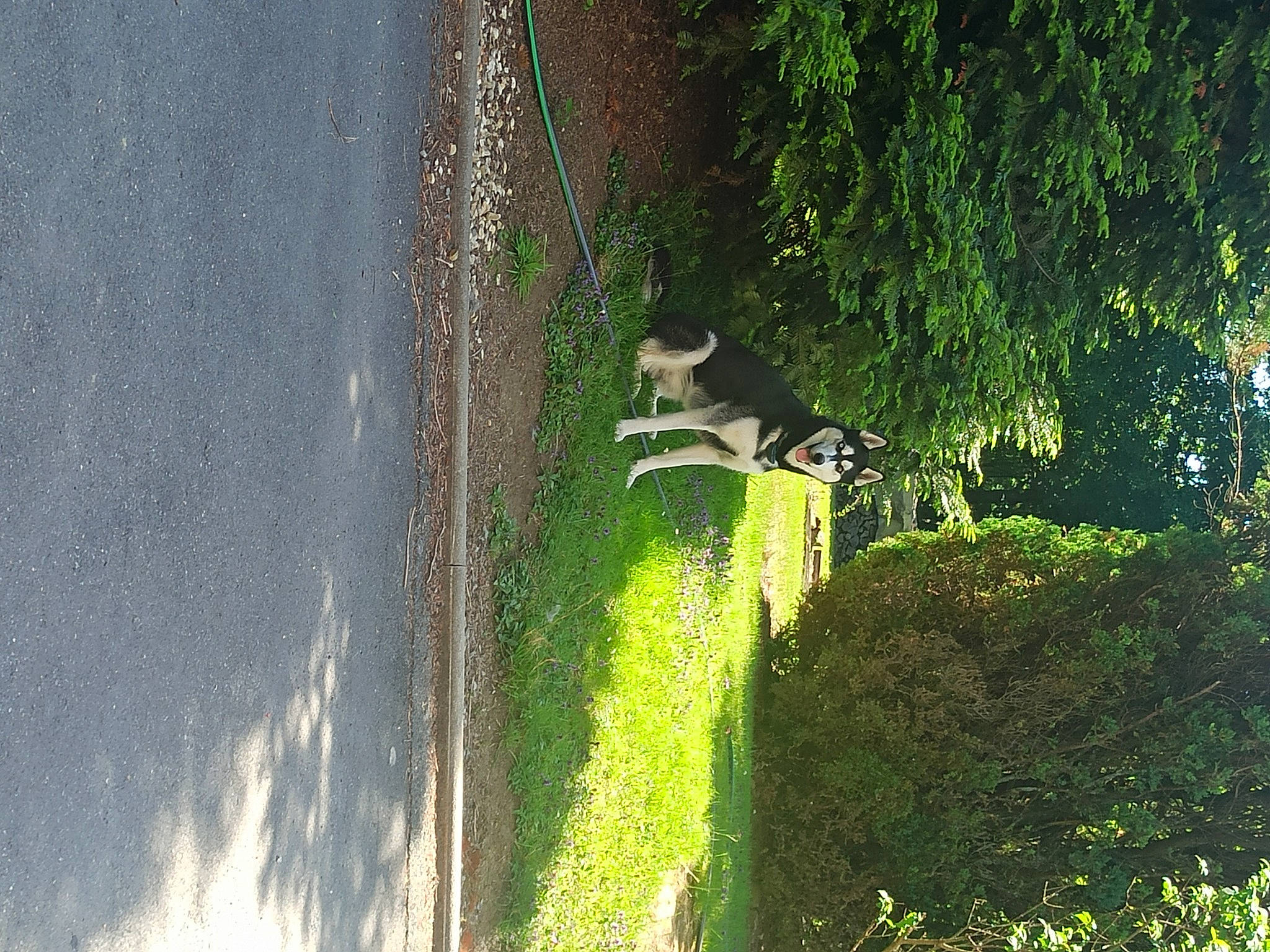 Lasco participe au concours pour gagner de l'argent avec cette photo : asphalt, carnivore, dog, dog_breed, grass, grass_family, house, landscape, plant, road, shade, shadow, shrub, tail, tints_and_shades, tree, trunk, wildlife, window, wood