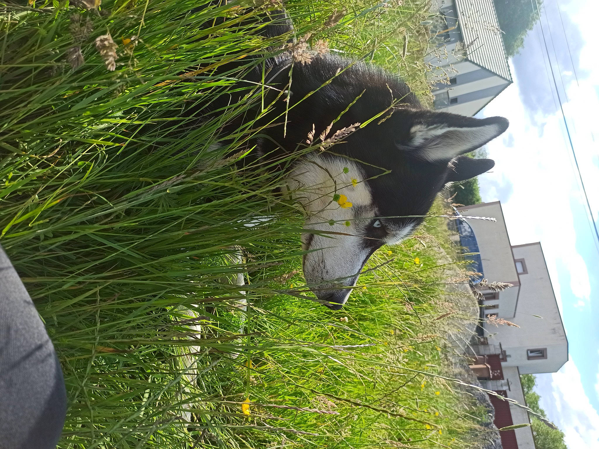 Lasco participe au concours pour gagner de l'argent avec cette photo : branch, building, cloud, conifer, facade, grass, green, groundcover, house, plant, pole, shrub, sky, terrestrial_plant, tree, trunk, twig, urban_design, window, woody_plant